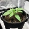 Steve’s Alien OG Seeds