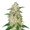 Sugarlato Auto Seeds
