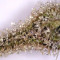 Tikal Seeds - Cannabis Strain Seeds for Sale