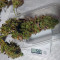 Graines de cannabis THC Bomb Regular (Bomb Seeds)