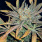 Amnesia Haze (Herbies Seeds)