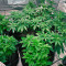 Green Crack (Herbies Seeds)