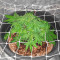 22 feminized seeds