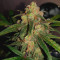 Critical + 2.0 Autoflowering feminized seeds