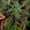 Auto Banana Blaze feminized seeds