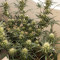 Auto New York City Diesel Seeds