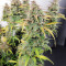 Auto Top 69 strain