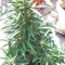 BCN Power Plant Seeds