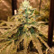 Baklava cannabis strain