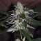 Bruce Banner #3 Auto strain