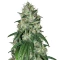 Bruce Banner strain