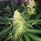 Buddha Deimos Auto Regular seeds