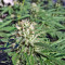 Chocolate Mint OG Seeds