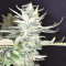 Destroyer Seeds