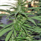 Destroyer Seeds