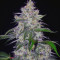 Fantasmo Express Auto Seeds