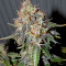 Gelato Auto feminized seeds (Original Sensible Seeds)