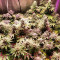 Kali China Seeds