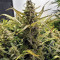 LSD Auto (Barney's Farm)