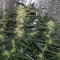 Lemon AK Auto Seeds