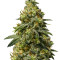 Rosetta Stone Seeds