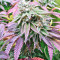 Sherbet (Seedstockers)