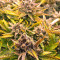 Strawberry Banana feminized seeds