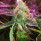 Supercheese (Positronics Seeds)