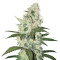 Semi femminizzati Sweet Valley Kush x Amnesia x Dosidos
