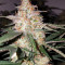 Graines de cannabis Toof Decay Auto (Mephisto Genetics)