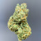 Sementes Feminizadas de Delicious Cookies Early Version (Delicious Seeds)