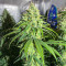 Glue Sherbert Feminized Seeds (AlphaFem Seeds)