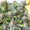 Sementes Feminizadas de Grandaddy Banner (AlphaFem Seeds)