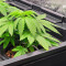 Kalimist (Herbies Seeds)