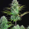 Kosher Cake Auto Seeds
