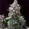Quick Gorilla (Dinafem Seeds)