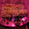LSD Seeds - Cannabis Strain Seeds for Sale