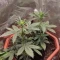 Vente de graines de cannabis LSD-25 Auto (Fast Buds)