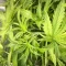 West Coast O.G. Seeds