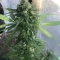 Semi di cannabis fem Gelato Auto in vendita