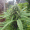 Vente de graines de cannabis CBD Blue Shark (Barney's Farm)