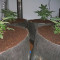 Grandaddy Banner Seeds - Cannabis Strain Seeds for Sale