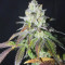 Vente de graines de cannabis Meringue (Dutch Passion)