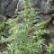 CBD Lemon Seeds from Herbies Seeds - Cannabis Strain Seeds for Sale