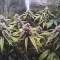 Ayahuasca Purple จาก Barney's Farm