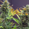 Acquista i semi femminizzati Original Trainwreck Auto di Fast Buds