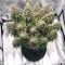 Northern Lights feminized seeds for sale by Sensi Seeds)