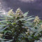 Acquista semi femminizzati Hawaii Maui Waui di Nirvana Seeds