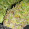 Durban Poison Seeds (Dutch Passion) - Cannabis Strain Seeds for Sale