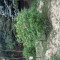 Apple Betty Seeds - Cannabis Strain Seeds for Sale